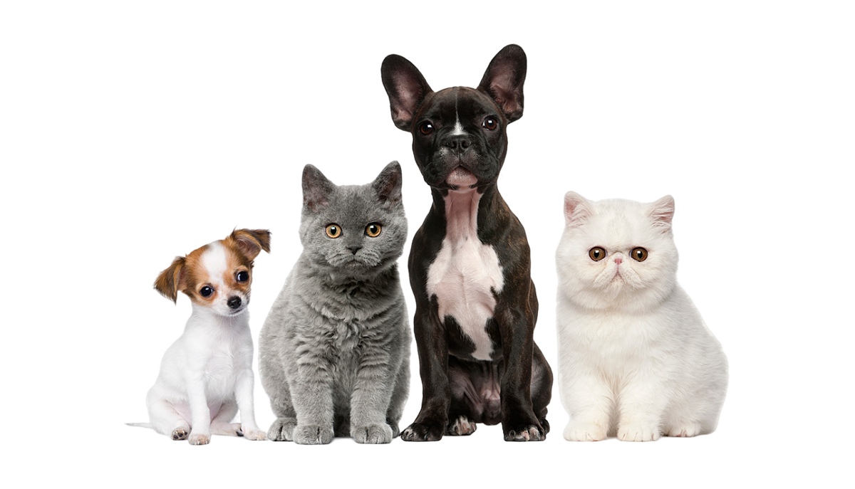 Dog  vomiting