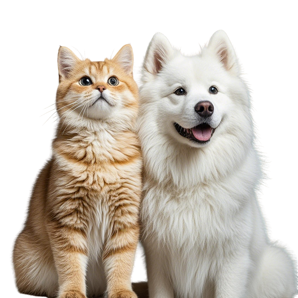 表单猫狗.png