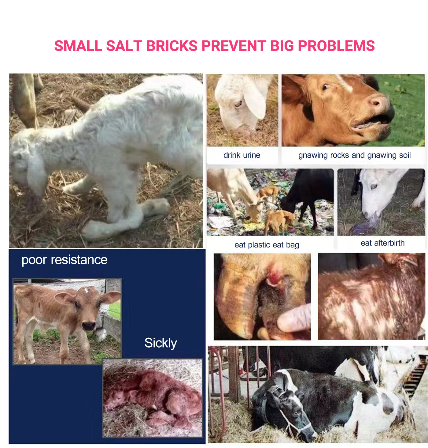 Licking Bricks for Ruminant