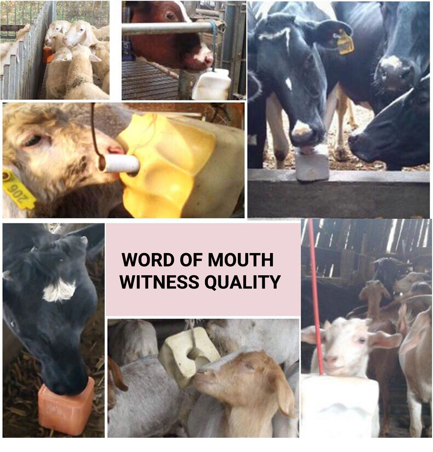 Licking Bricks for Ruminant