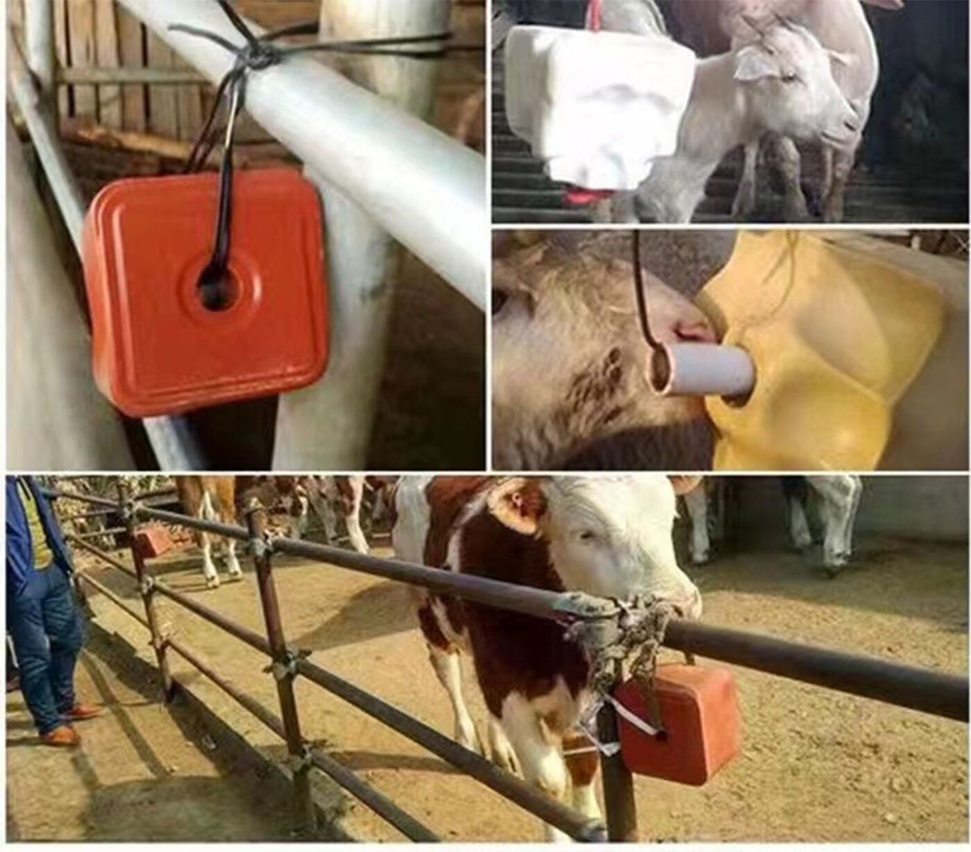 Licking Bricks for Ruminant