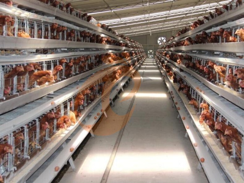 Sistema automático de jaulas en batería con estructura en A