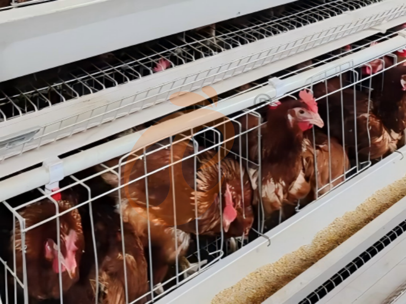 Sistema automático de jaulas en batería con estructura en A