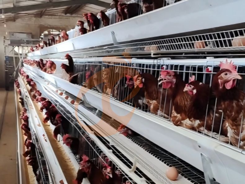 Sistema automático de jaulas en batería con estructura en A