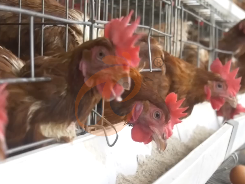 Semi Automatic A Frame Layer Battery Cage System