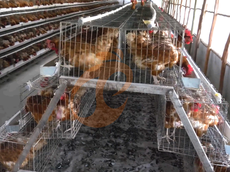 Semi Automatic A Frame Layer Battery Cage System