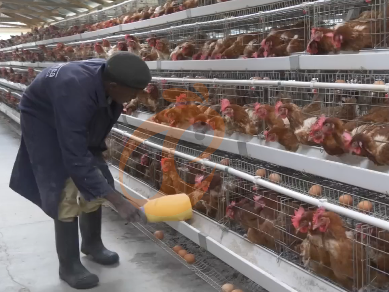Semi Automatic A Frame Layer Battery Cage System