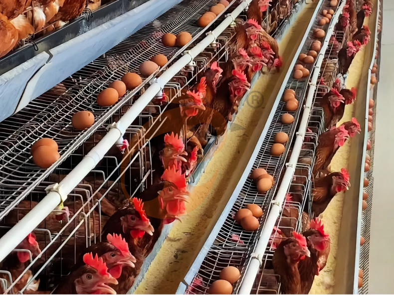 Semi Automatic A Frame Layer Battery Cage System