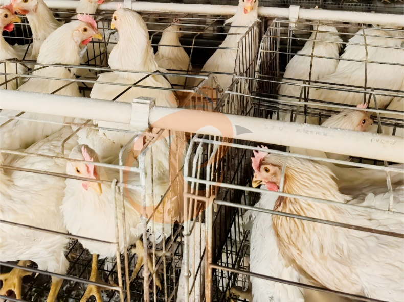 Semi Automatic A Frame Layer Battery Cage System