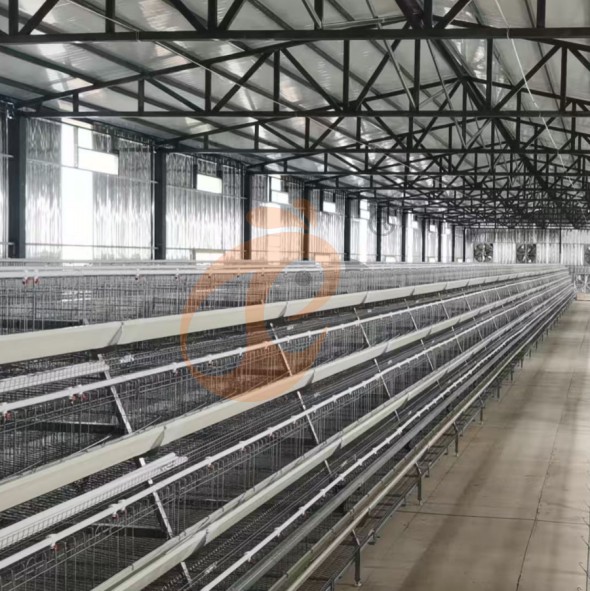 battery cage system for layer (10)
