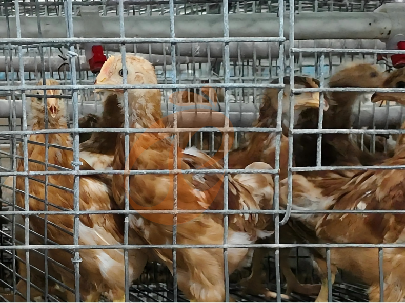 Semi Automatic A Frame Brooder Battery Cage System