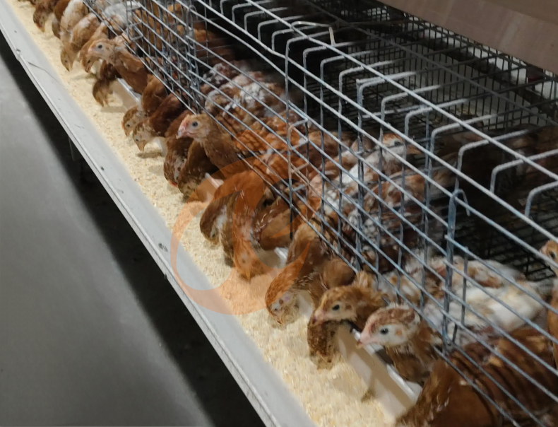 Semi Automatic A Frame Brooder Battery Cage System