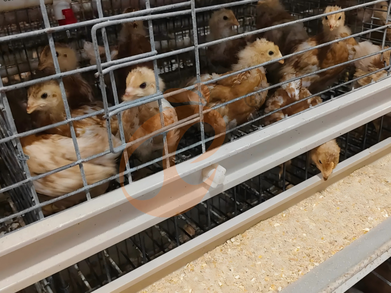 Semi Automatic A Frame Brooder Battery Cage System