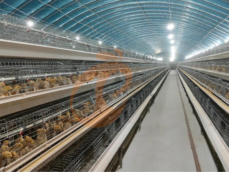 Semi Automatic A Frame Brooder Battery Cage System