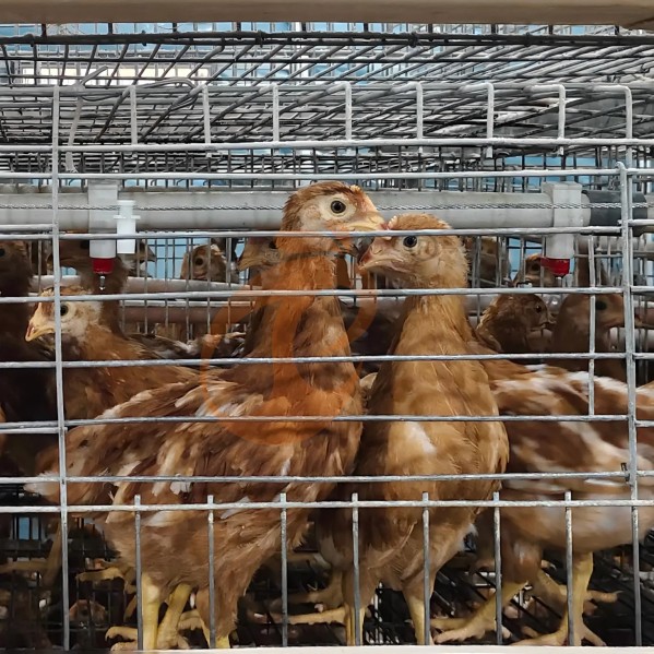 battery cage system for layer (11) battery cage system for layer (11)