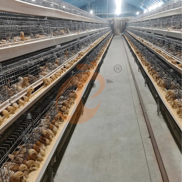 battery cage system for layer (17) battery cage system for layer (17)