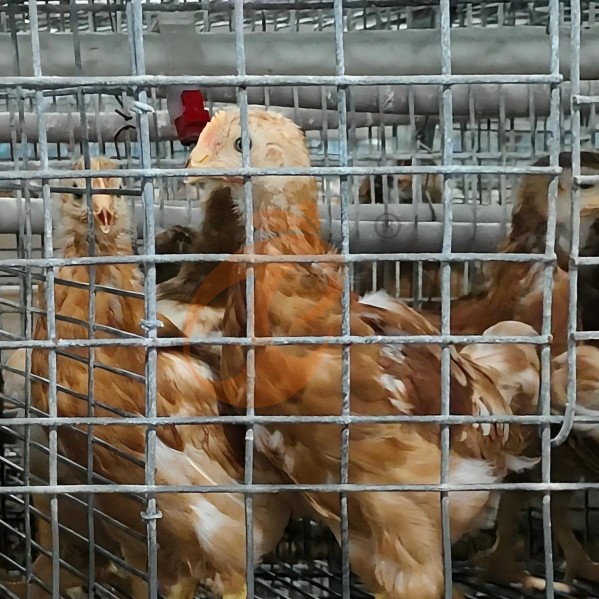 battery cage system for layer (22) battery cage system for layer (22)