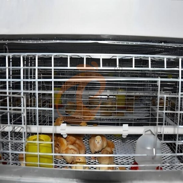 battery cage system for brooder (2) battery cage system for brooder (2)