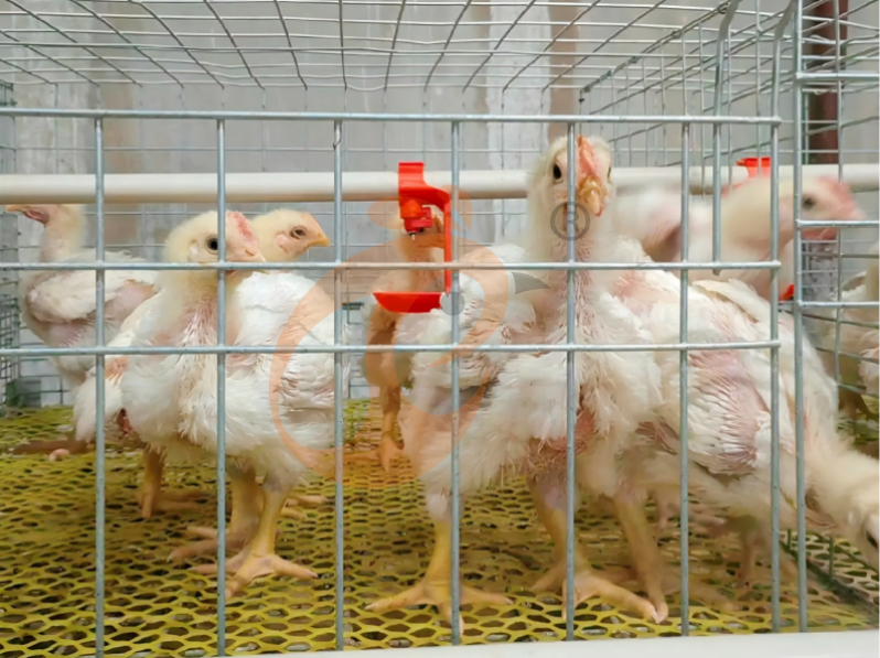 Récolte manuelle de poulets de chair, système de cages en batterie automatique pour poulets de chair en forme de A