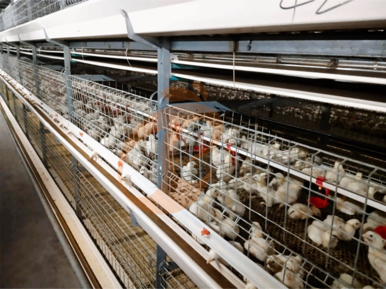 Recolección Manual de Pollos de Engorde, Sistema de Jaulas en Batería en Marco H Semiautomático