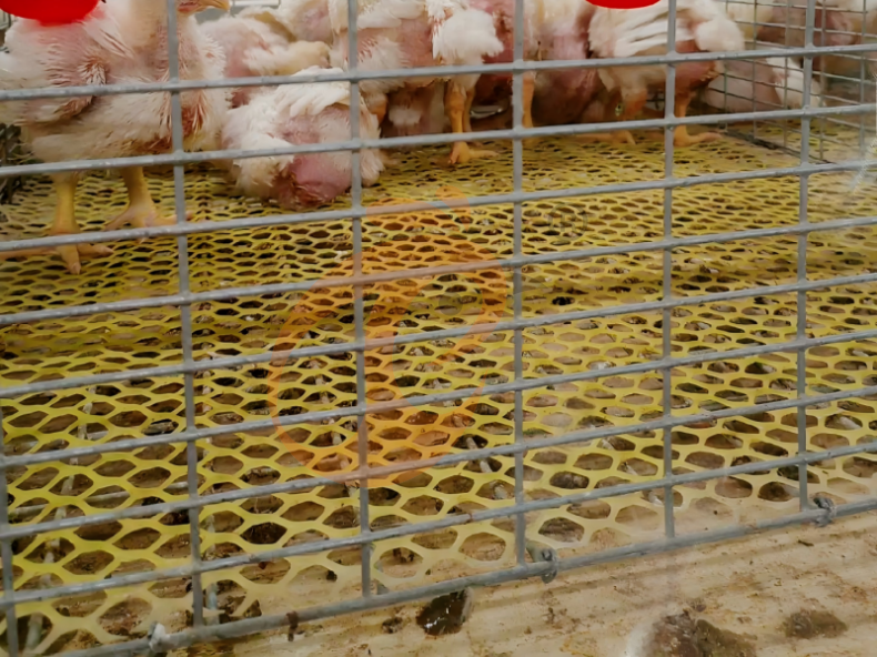 Recolección Manual de Pollos de Engorde, Sistema de Jaulas en Batería en Marco H Semiautomático