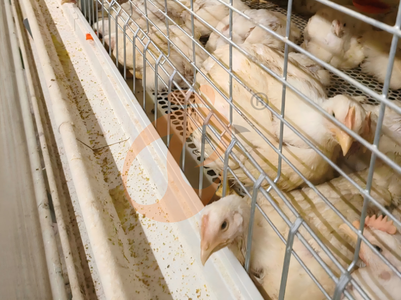 Recolección Manual de Pollos de Engorde, Sistema de Jaulas en Batería en Marco H Semiautomático