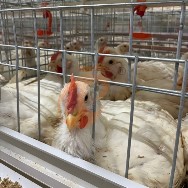 battery cage system for broiler (2) battery cage system for broiler (2)