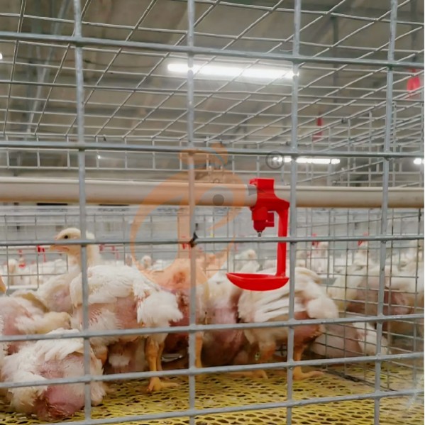 battery cage system for broiler (5) battery cage system for broiler (5)