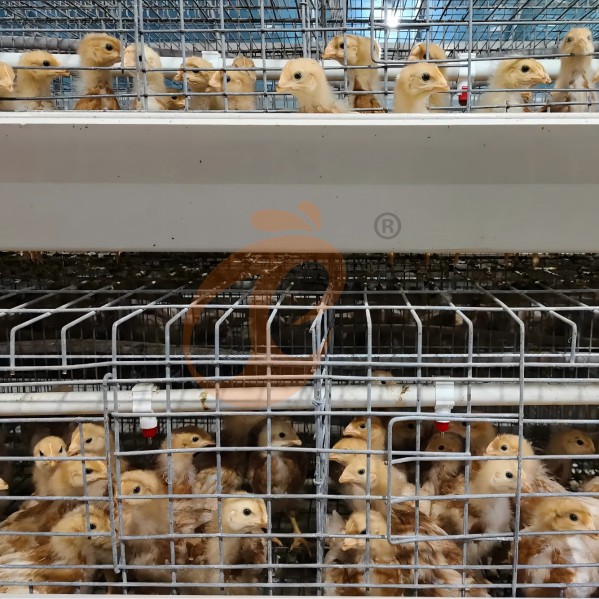 battery cage system for broiler (10) battery cage system for broiler (10)
