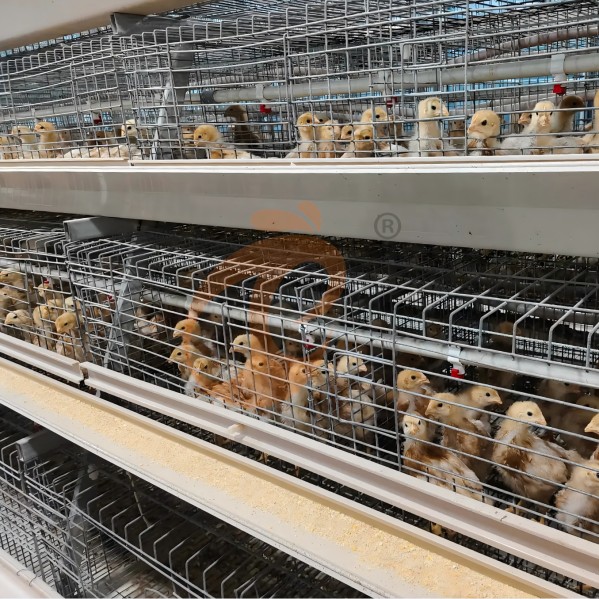 battery cage system for broiler (12) battery cage system for broiler (12)