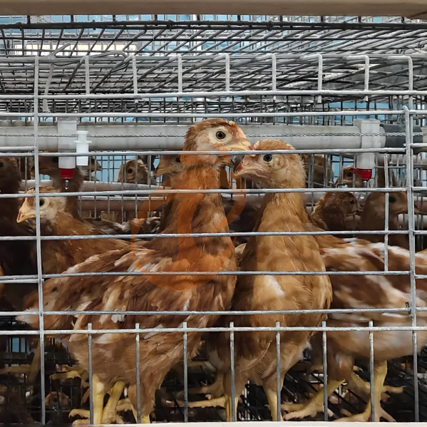 battery cage system for broiler (16)