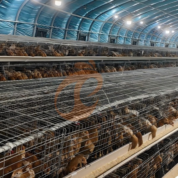 battery cage system for broiler (30) battery cage system for broiler (30)