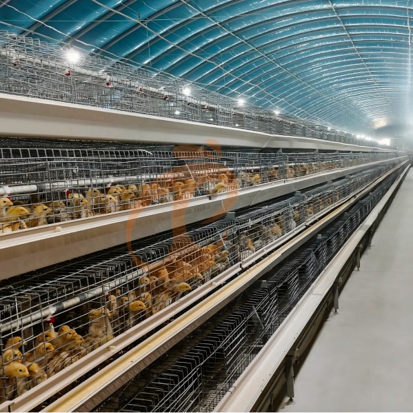 battery cage system for broiler (35) battery cage system for broiler (35)