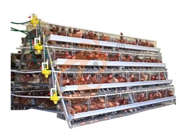 Battery Cage For Layers Cost | 6 Key Factors Affecting Price