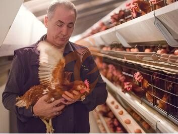 Layer Chicken Cage Feeding System | 6 Practical Optimization Tips for Modern Poultry Farms Layer Chicken Cage Feeding System | 6 Practical Optimization Tips for Modern Poultry Farms