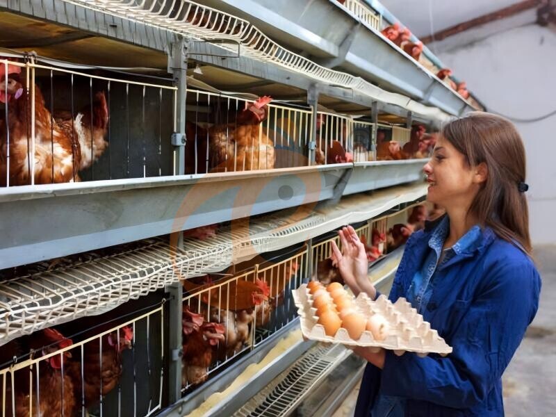 7 Essential Daily Checks For Layer Chicken Cage Operations
