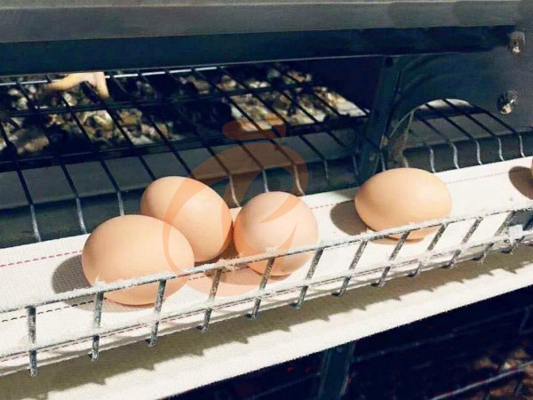H A chicken battery cage for layers in poultry farm (72)