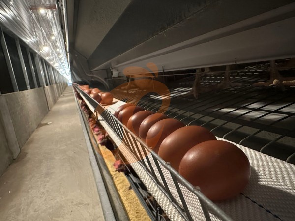 Ethiopia H Type Chicken Cages For Sale | 5 Key Buying Factors & Price