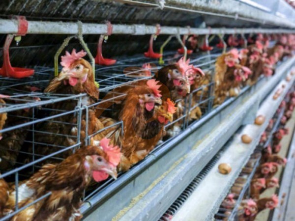 battery cage price for layer chicken in poultry farm (65)