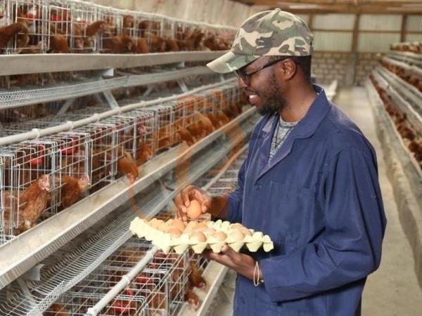 battery cage price for layer chicken in poultry farm (75)