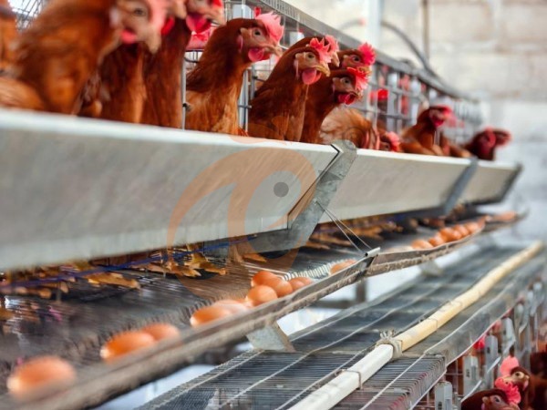 battery cage price for layer chicken in poultry farm (85)