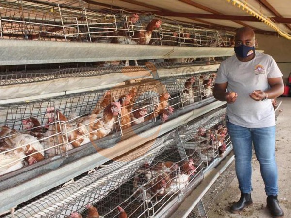 A H layer chicken battery cage price in poultry farm (100)