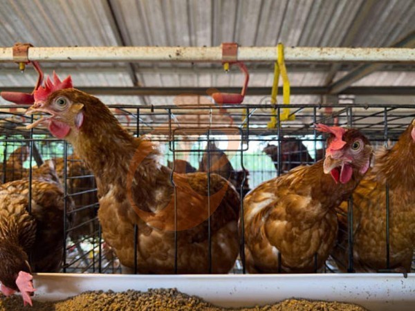 A H layer chicken battery cage price in poultry farm (16)