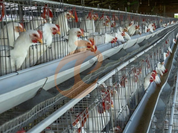 A Type Battery Cage With Manure Belt Or Scraper: 5 Practical Selection Tips