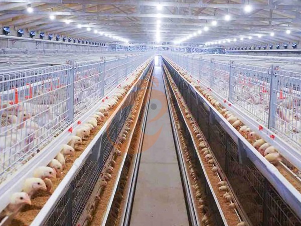 Broiler Chicken Cage Cost | 6 Key Factors Affecting Price And Budget