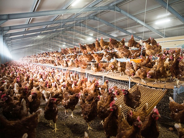 Free Range Broiler Farming Cost | 5 Key Price Factors Free Range Broiler Farming Cost | 5 Key Price Factors