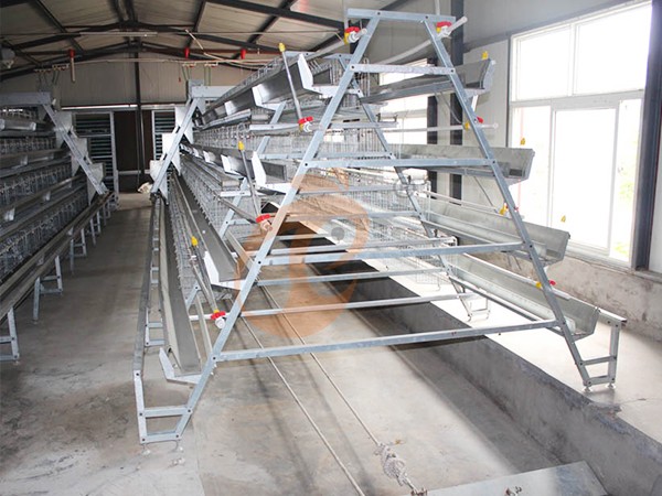 Manure Removal System4 (2)
