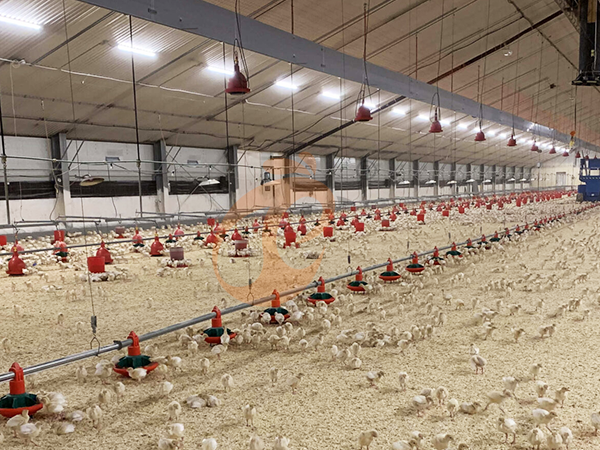 Deep Litter Broiler System Investment Guide | 5 Decision Tips