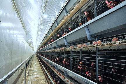 Luoto finished 100,000 layer birds poultry farm wi Luoto finished 100,000 layer birds poultry farm wi