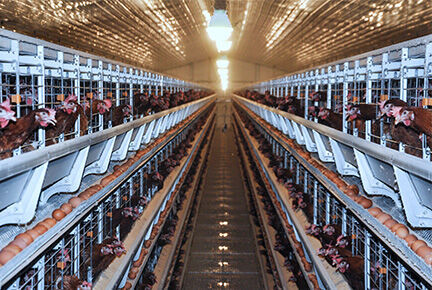 Luoto finished 100,000 layer birds poultry farm wi Luoto finished 100,000 layer birds poultry farm wi